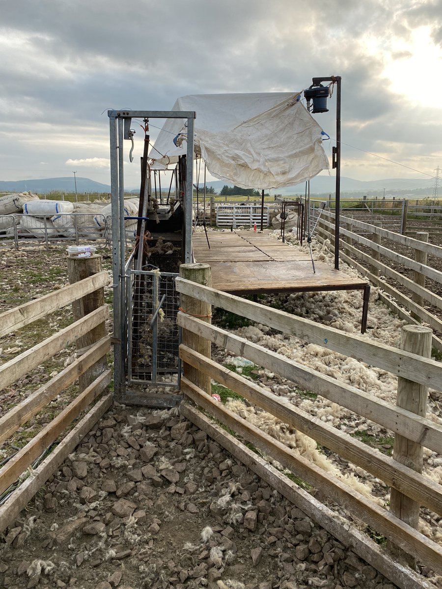Clive Phillips (@clive_phillips) on Twitter photo That’s shearing a wrap for 2021. 800 NC Cheviot sheep clipped producing 26 bags of a great natural fibre. I’m confident that wool will have its renaissance…the world is only getting hotter and we have got to do something!! ☀️ <a href="/BritishWoolFarm/">British Wool Farm</a> <a href="/nc_cheviot/">NC-Cheviot Society</a> That’s shearing a wrap for 2021. 800 NC Cheviot sheep clipped producing 26 bags of a great natural fibre. I’m confident that wool will have its renaissance…the world is only getting hotter and we have got to do something!! ☀️ <a href="/BritishWoolFarm/">British Wool Farm</a> <a href="/nc_cheviot/">NC-Cheviot Society</a>