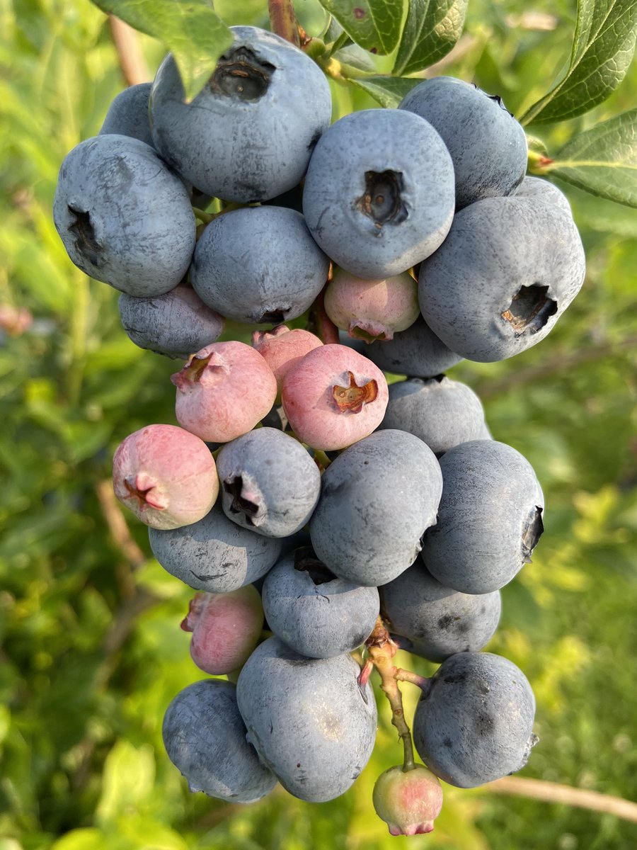 Burdick Blueberries tweet media