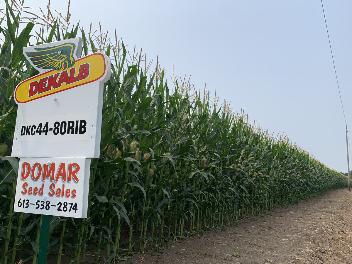 legaultkaitlyn's tweet photo. Happy customer with a nice looking field of DKC 44-80RIB @DesjourdyA @markagroen @DEKALB_Canada https://t.co/J2aHHkYa31