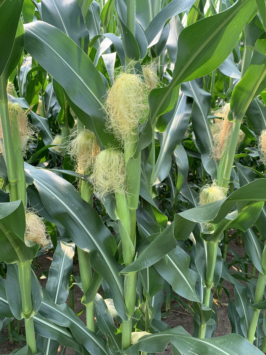 legaultkaitlyn's tweet photo. Happy customer with a nice looking field of DKC 44-80RIB @DesjourdyA @markagroen @DEKALB_Canada https://t.co/J2aHHkYa31