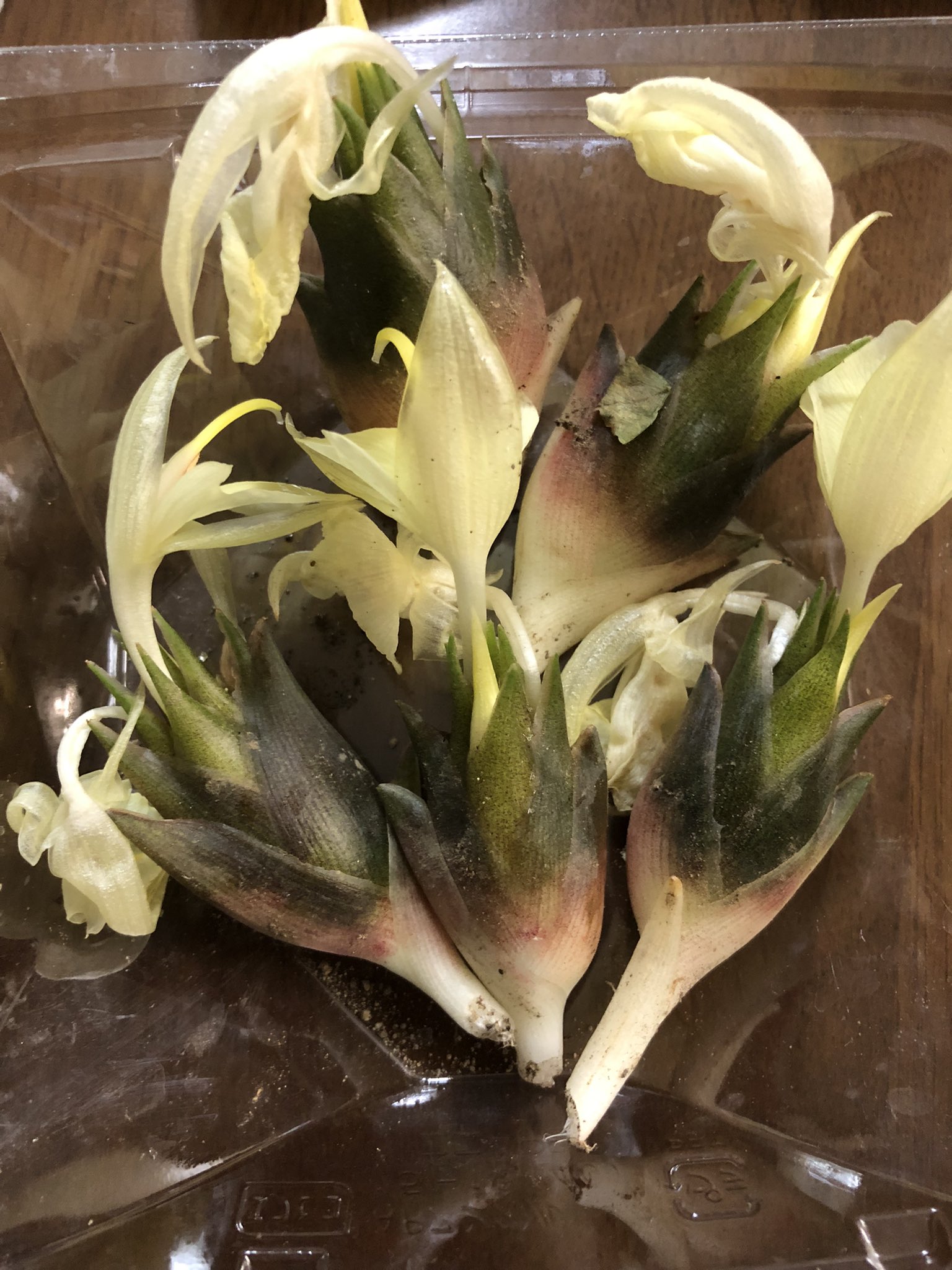 Kakap Kanakanap Twitter