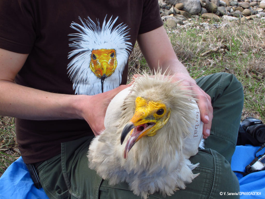 ornithologiki's tweet photo. Πιστοί στο ετήσιο ραντεβού τους, ο #Ασπροπάρης «Αώος» και το ταίρι του δίνουν και φέτος το παρόν στον ουρανό της #Ηπείρου.
✌️ Και για πρώτη φορά μετά από πολλάααα χρόνια... δεν είναι οι μόνοι! 👉https://t.co/v621Gdw3Bv
#EVNewLIFE #FlightForSurvival #BirdsKnowNoBorders https://t.co/eG8WDXbwD5