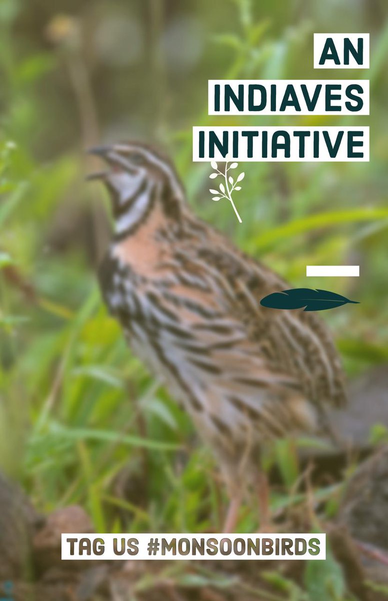 IndiAves's tweet photo. #Monsoon is an important season for #birds. Some migrate for breeding, some get breeding plumages. Some dance to impress, the others bring food. Besides, who doesn't like to click a bird under the rain?

Share images that depict #MonsoonBirds

* We do not encourage nesting pics. https://t.co/mEeMoCermP