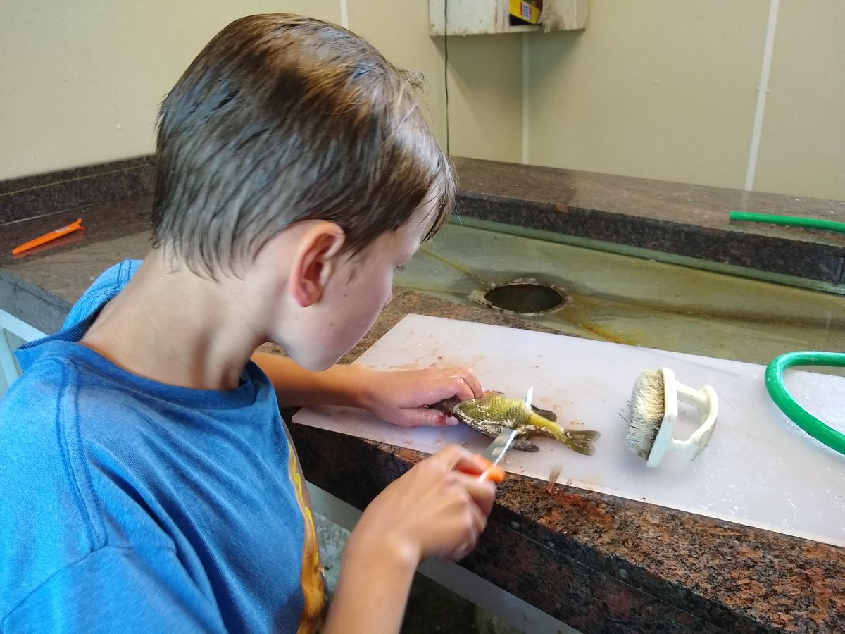 Riverside_Vacay's tweet photo. Love to fish, but would rather skip the cleaning part???
Do not fear! Here at Riverside we have our own Fish Cleaning service provided by David. He has been busy throughout the summer and enjoys every minute of it!
#riversidevacay #fishcleaning #familybusiness https://t.co/pinYYmOR7x