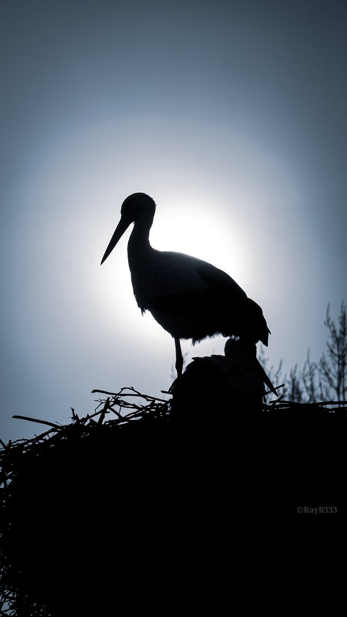 RayB333's tweet image. Dag 7 en 8: Twitter foto challenge = Mix van beide #dier #silhouet #silhouette #twitterfotochallenge21