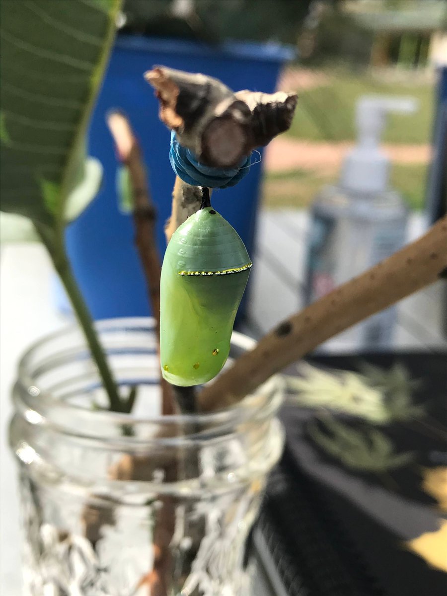 Matt's Native Plants will be joining us for a special pop-up appearance this Saturday! Come get caterpillar cocoons so that you can release them into the wild as they become butterflies!🦋 He'll also have pollinator-friendly and butterfly host plants for your garden! #pollinateTO
