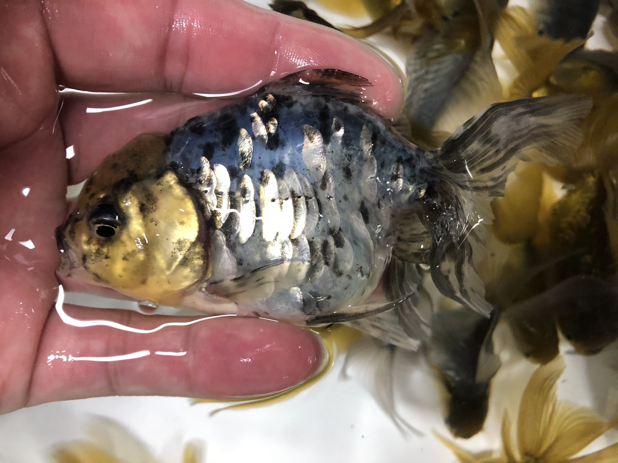 サマーセール。金属製ドラゴン彫刻 青銅色 サマーセール。金属製ドラゴン彫刻 青銅色 サマーセール。金属製