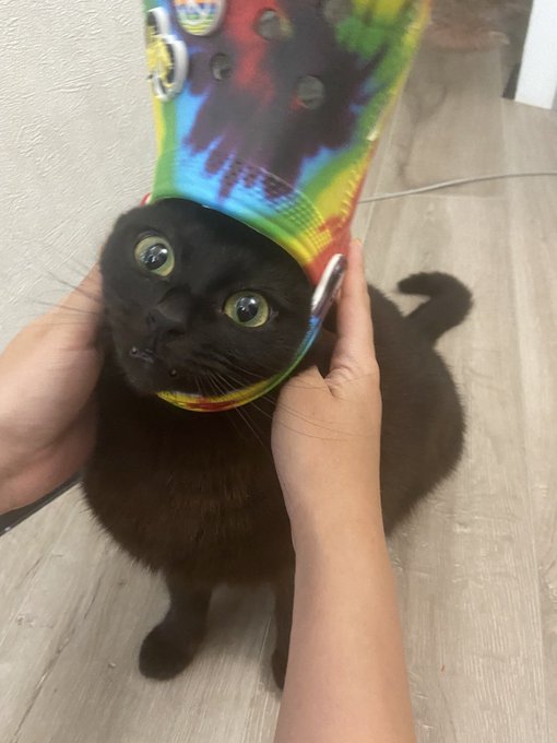 Okay we tried&hellip;&hellip; https://t.co/6AmbLIZLxW