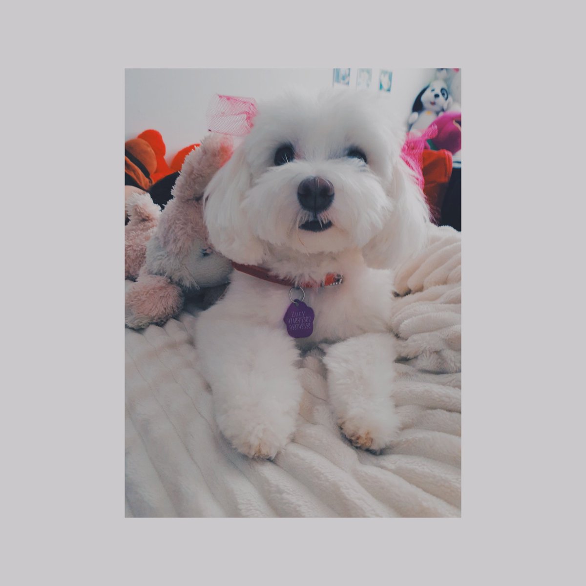 CeciSaldivia's tweet photo. #MuchoGustoMega Mi hermosa Zury 💖 Saludos desde Punta Arenas. https://t.co/OxILAh2Odq