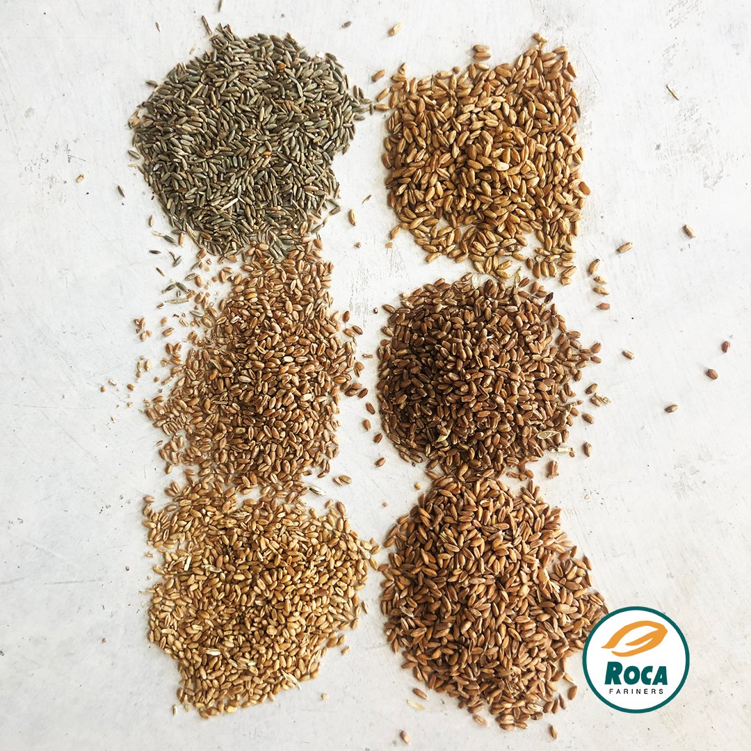 Harinera Roca tweet media