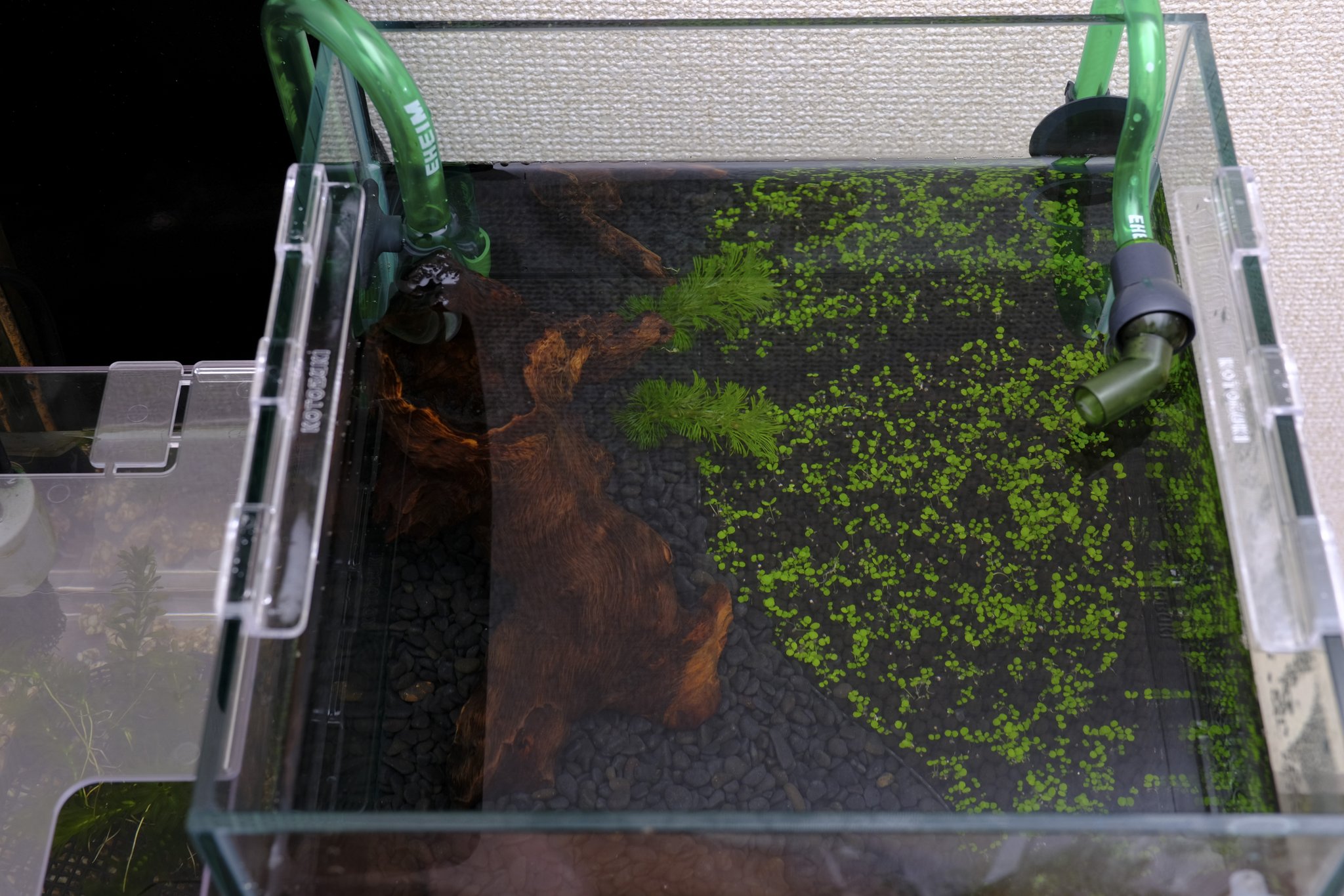 にゃごnao 25キューブ水槽 注水 カビが怖いので 注水 ハイグロの根張りが心配だったけど 大丈夫だった なんか流木にひっかかってるけど気にしない エーハイムとともにショートヘアーグラスも届いてるので 次はそれを砂利側に植えてやる
