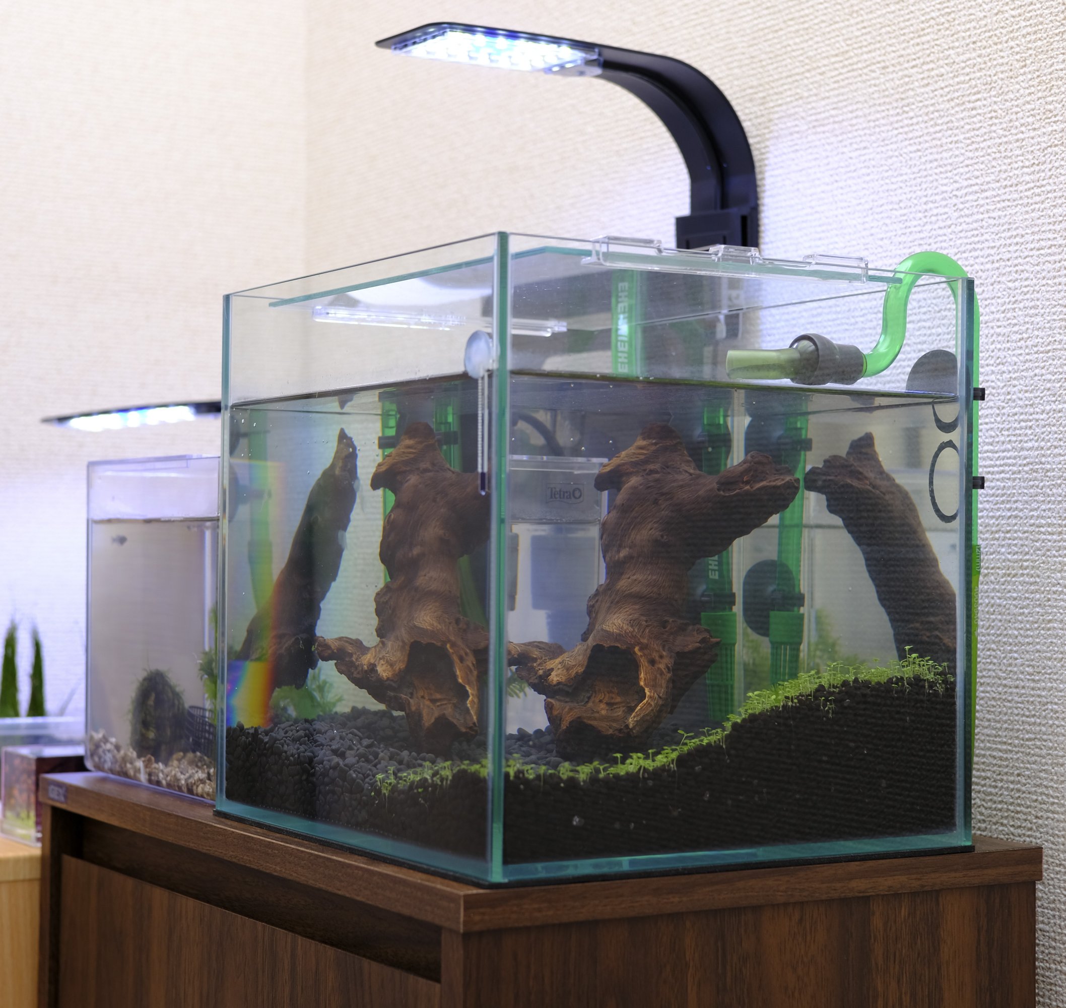 にゃごnao 25キューブ水槽 注水 カビが怖いので 注水 ハイグロの根張りが心配だったけど 大丈夫だった なんか流木にひっかかってるけど気にしない エーハイムとともにショートヘアーグラスも届いてるので 次はそれを砂利側に植えてやる