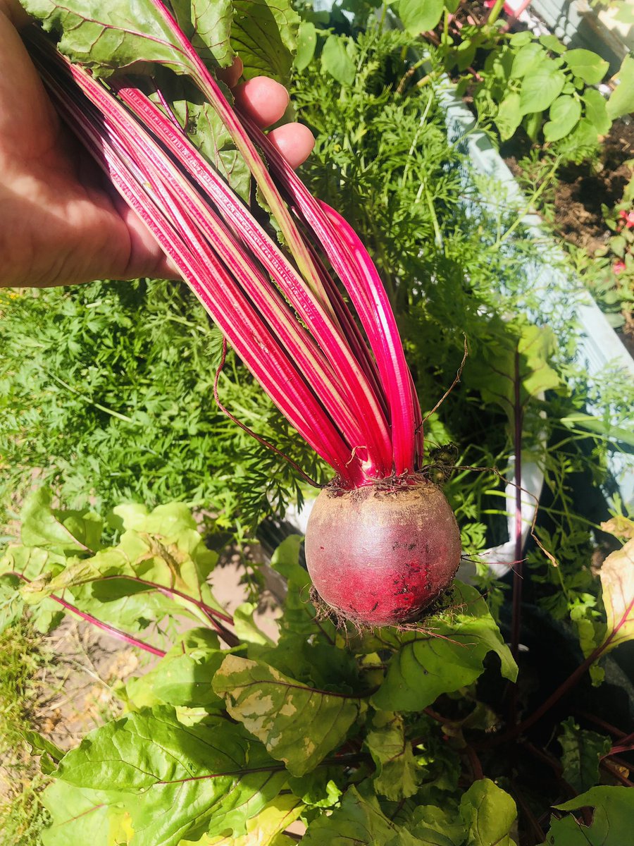 Sparklingclaire's tweet photo. I grew beetroot! #gyo #firstpull #gardening #containerveg #beetroot https://t.co/ZcHOBFwXYm