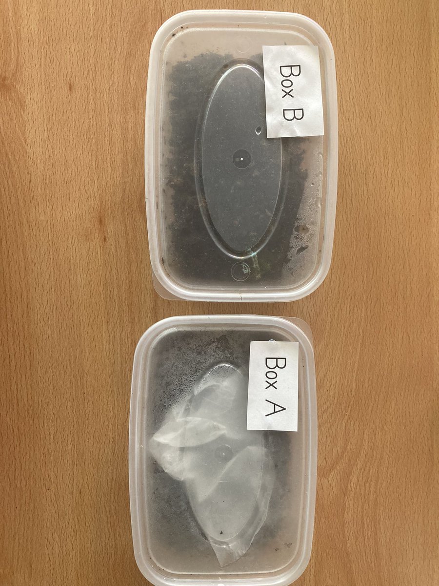 MsHigginsTindal's tweet photo. It’s the final look at our science experiment in Year 1! The banana is pretty decomposed (and some greenery is starting to sprout!) and the plastic bag remains the same. Most children predicted this but thought the banana would decompose more quickly! #science https://t.co/aoZzixGIqE