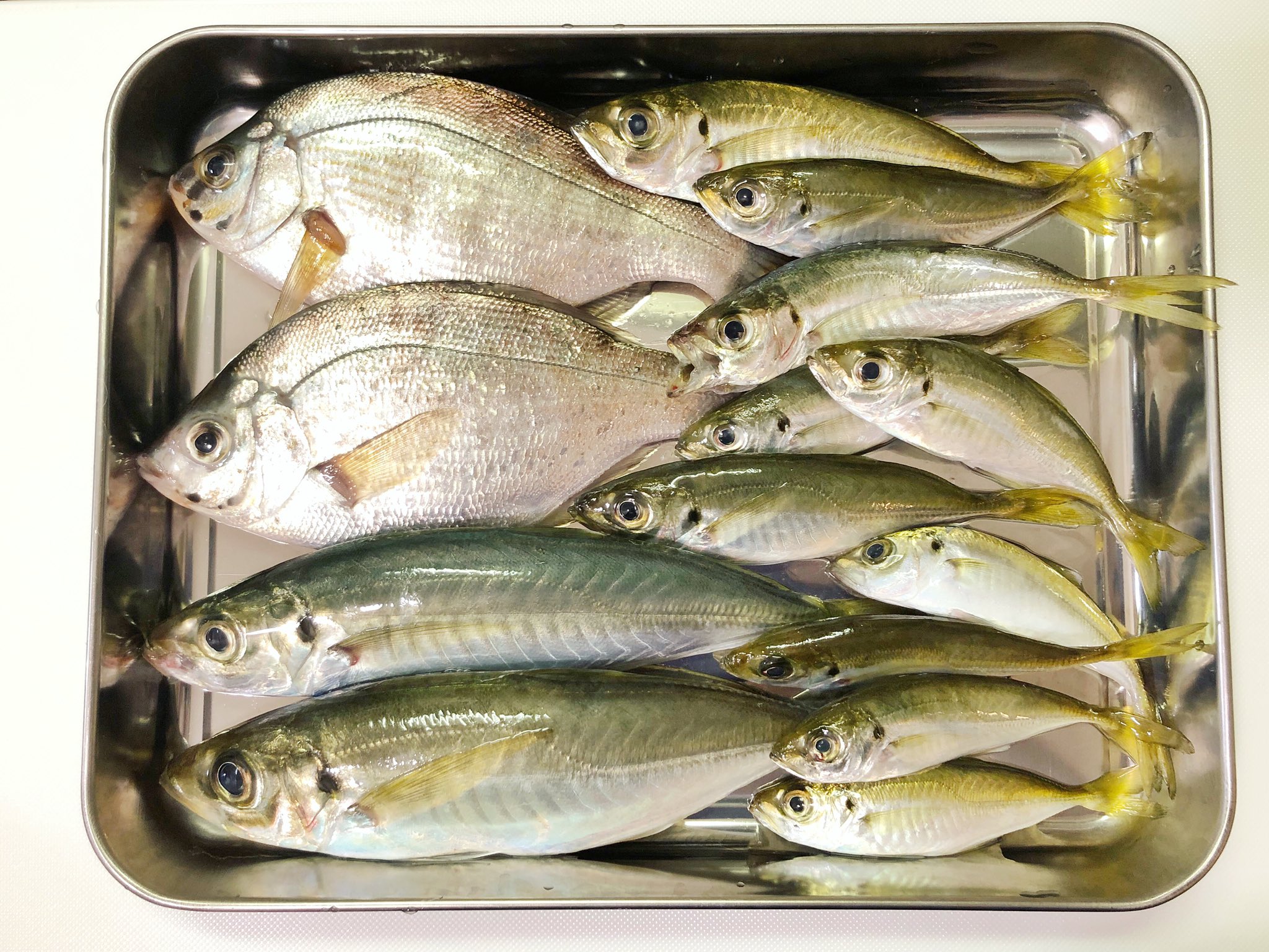 はる 釣果 持ち帰ったのはアジとウミタナゴ それぞれ塩焼きと南蛮に T Co Qrmjiyozlh Twitter
