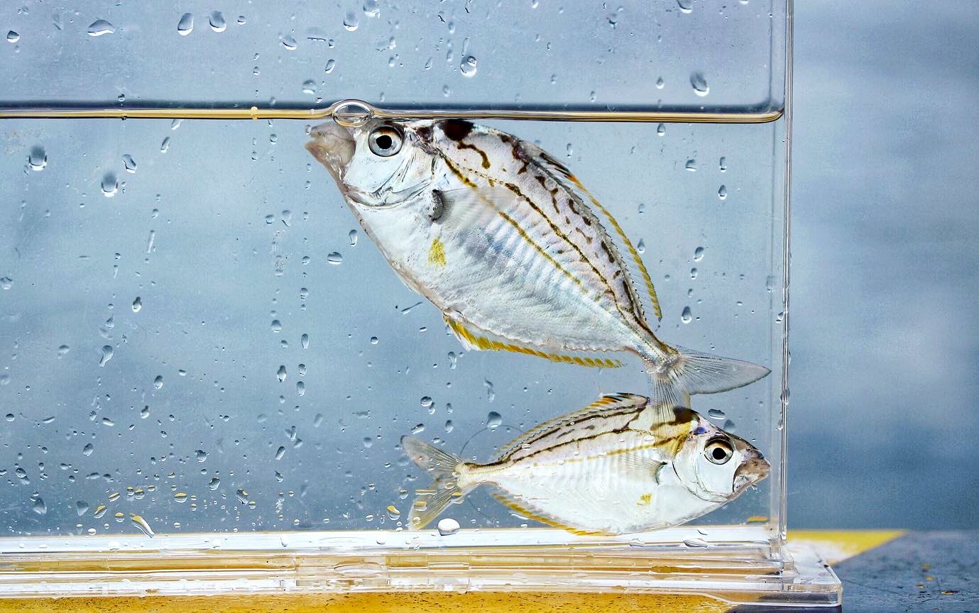 はる 釣果 持ち帰ったのはアジとウミタナゴ それぞれ塩焼きと南蛮に T Co Qrmjiyozlh Twitter