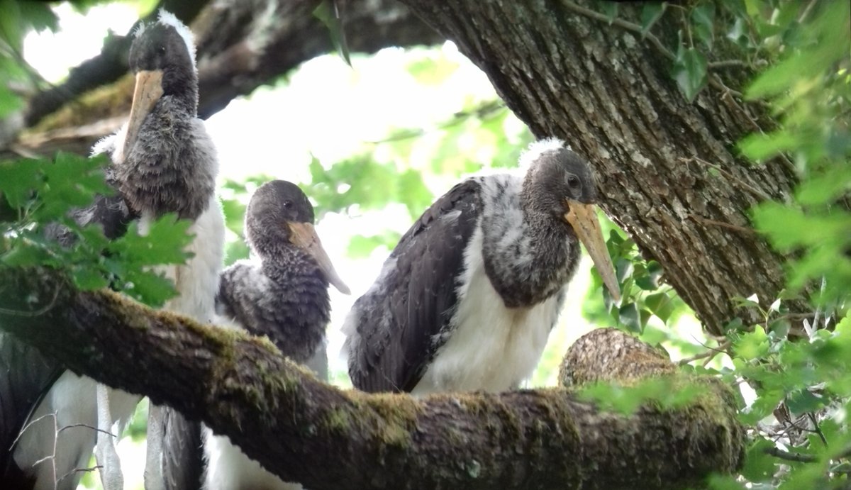 ENGIEGreen's tweet photo. [Biodiversité] ENGIE Green et @ONF_Officiel ont entrepris le suivi satellitaire d'une cigogne noire pour une meilleure connaissance de ses déplacements et veiller à sa protection 🐦👍 #LesActionsdENGIEGreen
En savoir plus👉 https://t.co/NIyjaU88v7 https://t.co/bpuxXfA86r