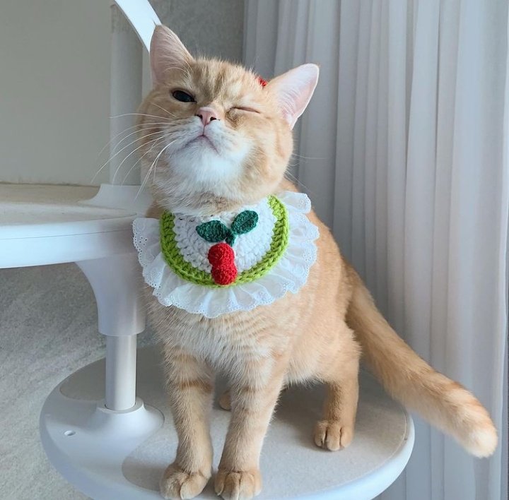 🐱 tweet media