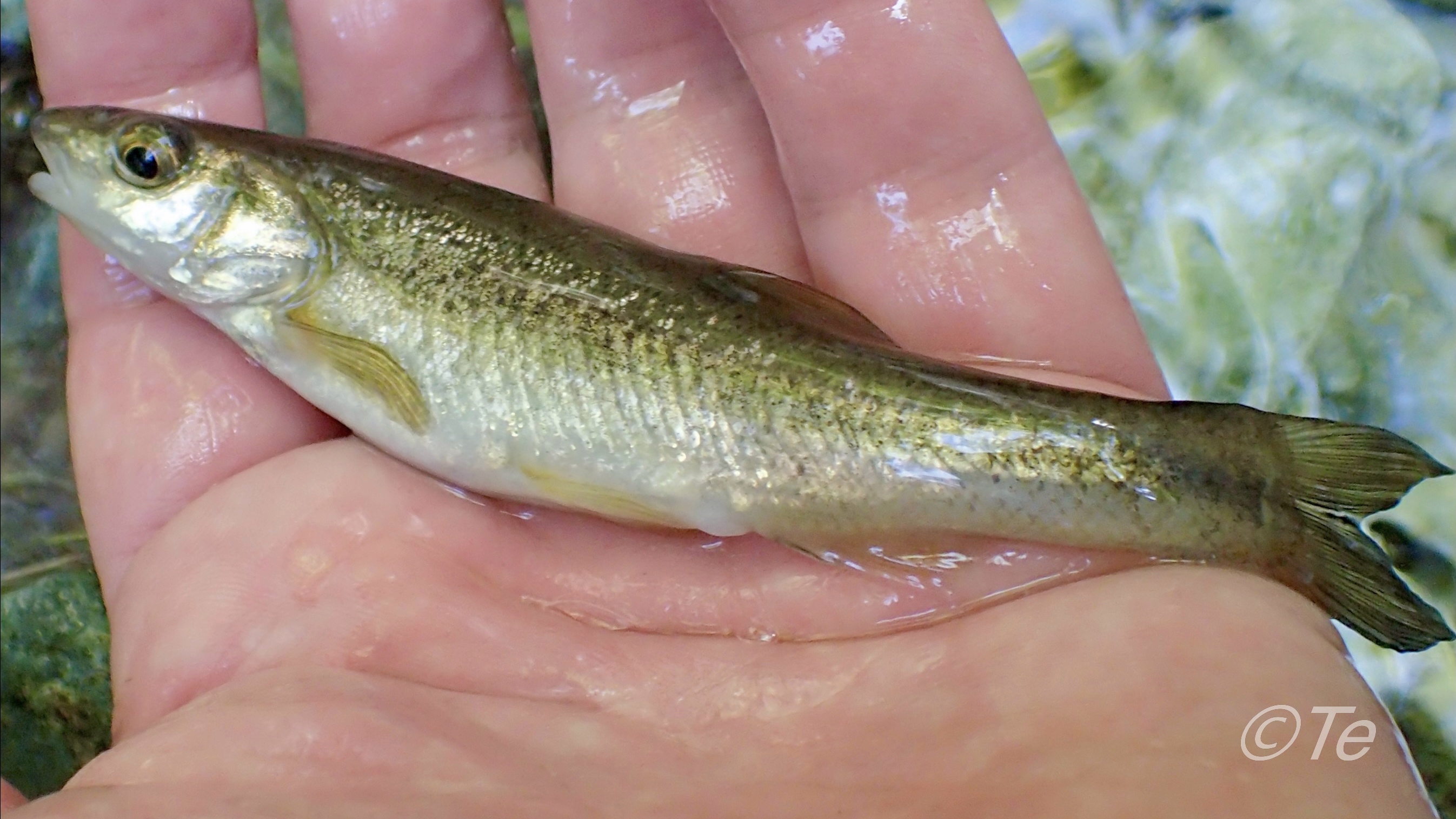 アブラハヤ Twitter Search Twitter