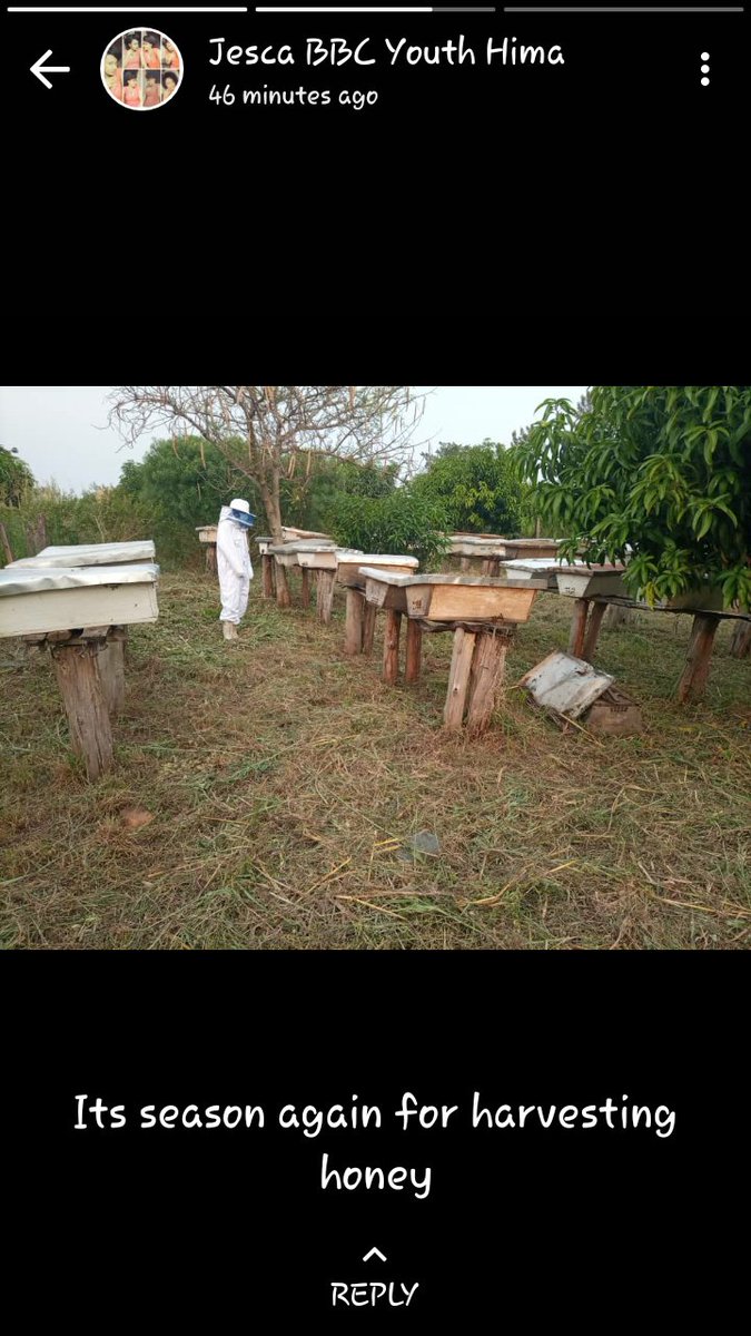 EnockAmpumuza's tweet image. Agribusiness will always win! #YouthInlockdown-Jesca Kahugi 22yrs-ex-trainee under #TheSKYproject &amp;amp; now @TheSAYproject harvested and sold 90kg of honey worth UGX 900,000 to Bunyangabo Beekeepers cooperative 4rm where she was skilled @SamotimRizzo @NLinUganda @FondazioneAVSI #SOP
