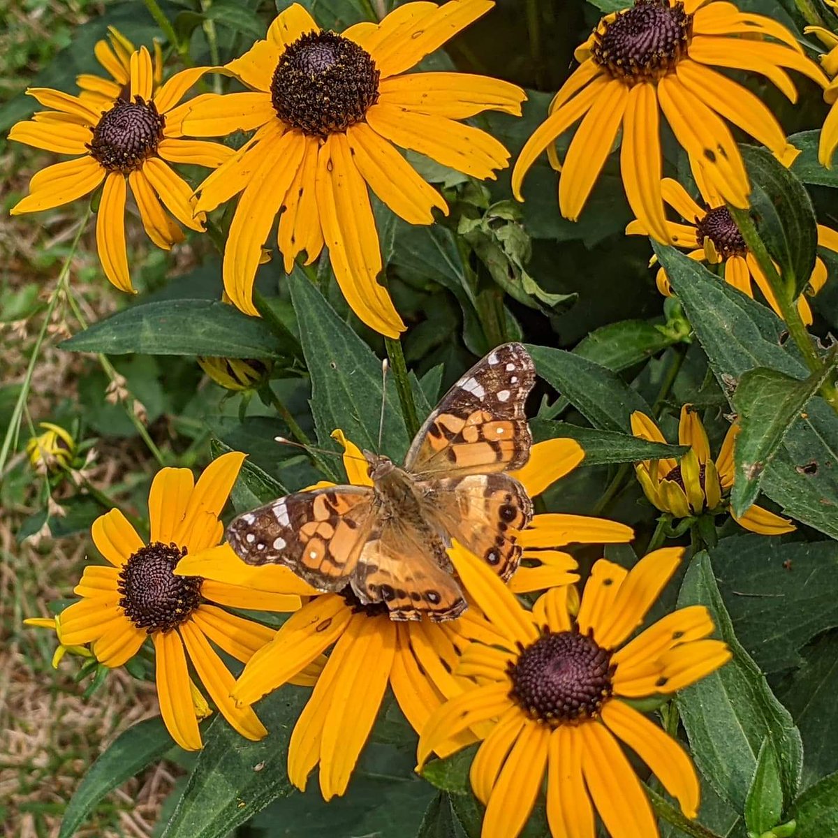 A Painted Lady to brighten your Tuesday. All you need is the cicada soundtrack for a typical summer day!  #summer #butterfly #paintedlady #vanessaCardui #blackeyedsusan #NaturePhotography #nature