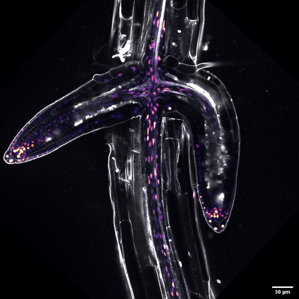 PD2021 (@pd2021_embo) on Twitter photo Congratulations to <a href="/maximehj/">Maxime Hebert</a> (University of Leeds) on winning the research photo contest at our EMBO Workshop on Intercellular Communication and Plasmodesmata in Plant Development and Disease!! #PD2021_EMBO Congratulations to <a href="/maximehj/">Maxime Hebert</a> (University of Leeds) on winning the research photo contest at our EMBO Workshop on Intercellular Communication and Plasmodesmata in Plant Development and Disease!! #PD2021_EMBO
