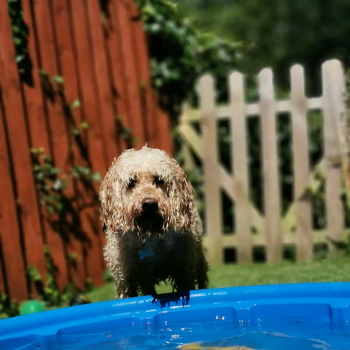 paws_mister's tweet photo. Pool party 🎉🐾💙 https://t.co/cJQ1Ea7xfu