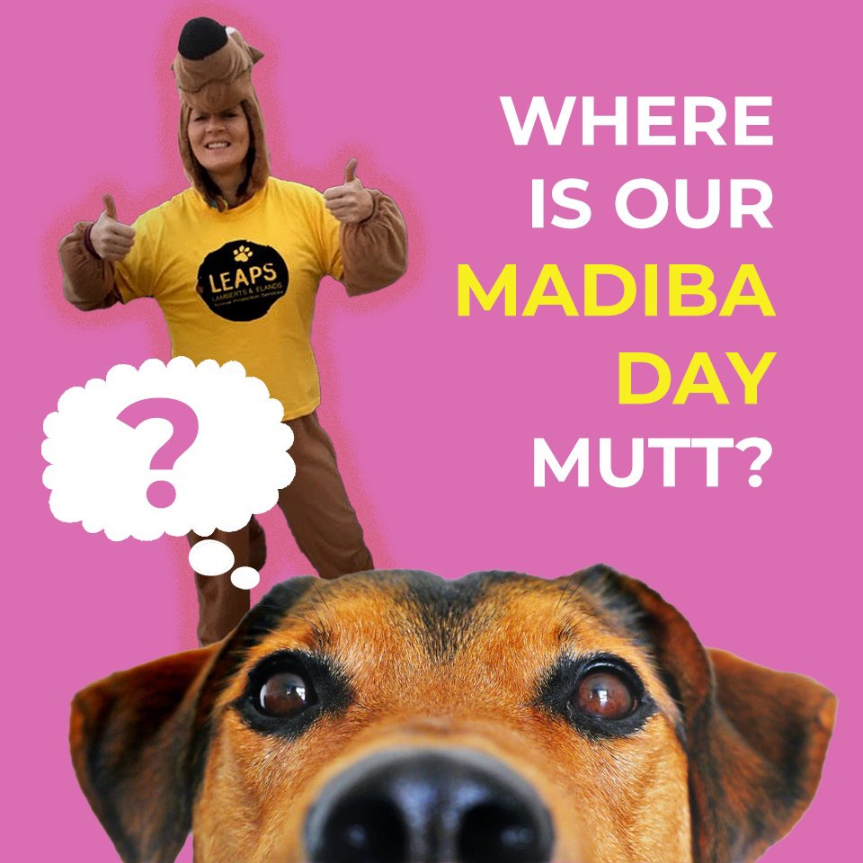 #LEAPS (@helpingthepaw) on Twitter photo Sadly, the LEAPS Mutt wasn’t able to hit the streets this year. If you have any food for us, please let us know. Contact Jolene on 082 447 8866 or jolene@leaps.co.za Sadly, the LEAPS Mutt wasn’t able to hit the streets this year. If you have any food for us, please let us know. Contact Jolene on 082 447 8866 or jolene@leaps.co.za