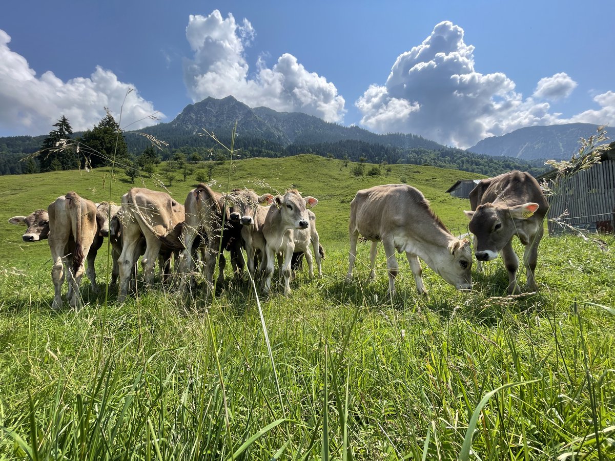 Glückliche #Kälbchen vor dem Rubihorn bei Oberstdorf. Tausende #Kälber & #Schafe verrecken auf Tiertransporten durch #Deutschland, #EU und übers #Mittelmeer. Esst weniger Fleisch. Und wenn, dann holt es Euch von richtigen #Landwirten und nicht von Tönnies, Brandenburg und Co.