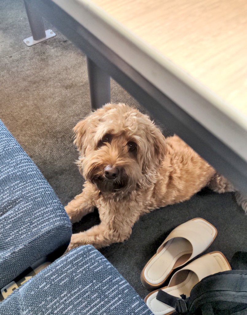 Mevan Babakar | مێڤان tweet media