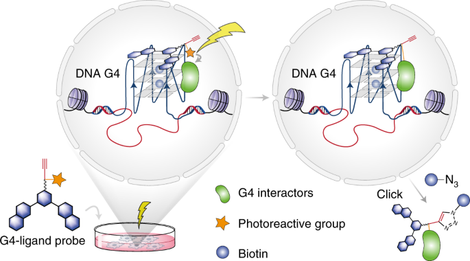NatureChemistry's tweet photo. Chemical profiling of DNA G-quadruplex-interacting proteins in live cells https://t.co/kDeEHspXSe (#OA) https://t.co/RjGCUJYCWt