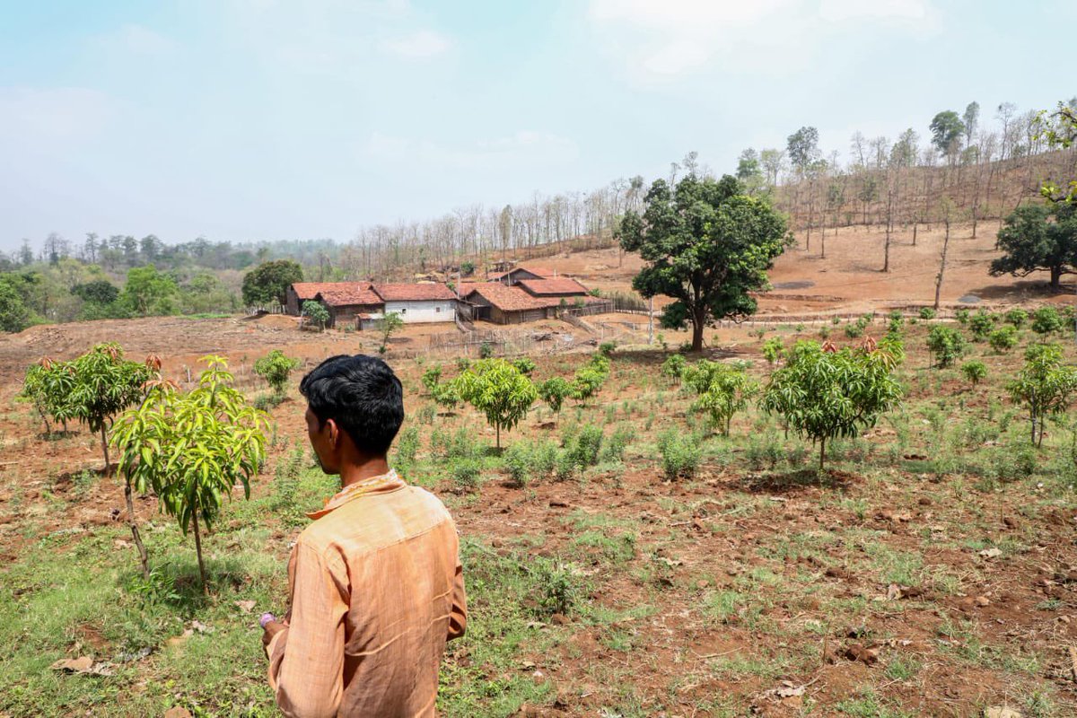 #forestrightsmatter
Maansingh, a 41 year old farmer from tribal Dediapada is able to cultivate mango trees on his land to increase incomes after getting land title in 2013. @FNFSouthAsia <a href="/NABARDOnline/">NABARD Online</a> <a href="/UNFCCC/">UN Climate Change</a> <a href="/UNEP/">UN Environment Programme</a>  <a href="/GlobalGoalsUN/">Global Goals</a> <a href="/SdgImpact/">Lokmane lila</a> <a href="/SDGoals/">SDGoals</a> <a href="/IENearth/">Indigenous Environmental Network</a>