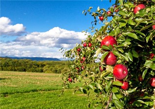 We look forward to seeing you at Fruit Focus on Wednesday 21st July in Kent! Join us in the NFU forum tent at 14.40 to hear Steve Adams discuss the benefits of improving calcium mobility.  We will also be at the Hortifeeds stand (126) ready to take any questions. See you there!