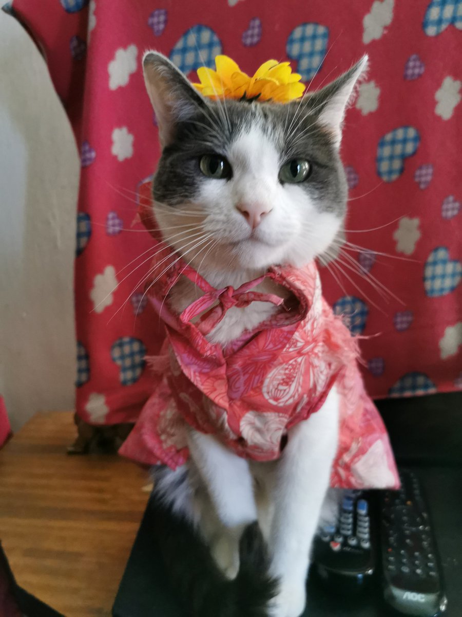 karyncastillo1's tweet photo. Mi bebe ♥️ emi #MuchoGustoMega 🐱🐈 https://t.co/dedbDD4SSE