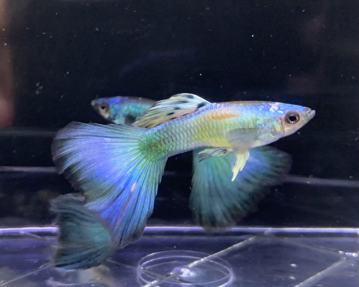 Jun Jun Guppy Junjunguppy Twitter Jun Jun Guppy Junjunguppy Twitter