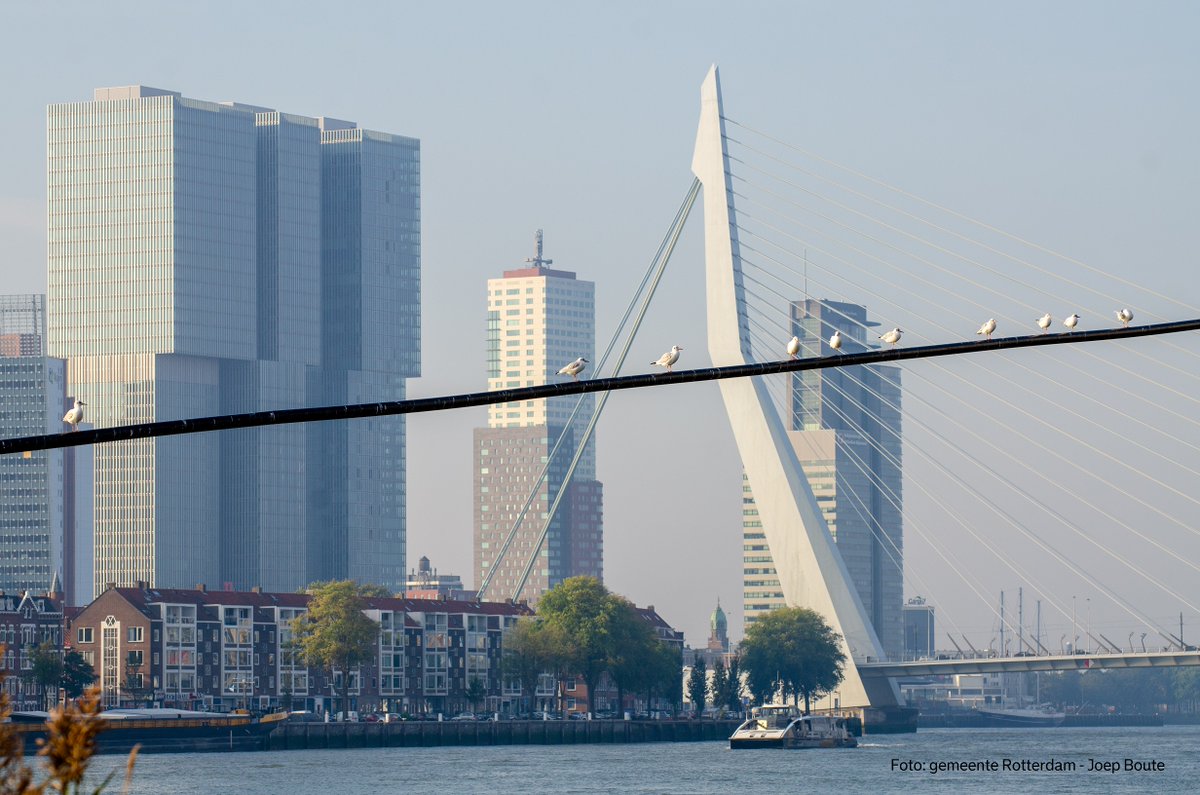 Zou jij wel eens in de top van de #Erasmusbrug @Rotterdam willen staan? Stuur ons dan jouw verhaal en foto en win deze unieke prijs. #Erasmusbrug25jaar <a href="/Erasmusbrug010/">@Erasmusbrug010</a> Meer informatie en regels: bit.ly/2U7YL87