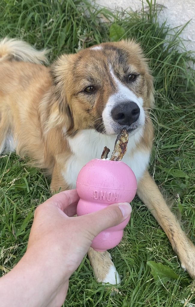 It’s Kong time! 🤩 I have lots of pink belongings because mum was sure she wanted a girl pup until she saw me 😆🐶

#DogsOfTwitter #AdoptDontShop #TuesdayTreats