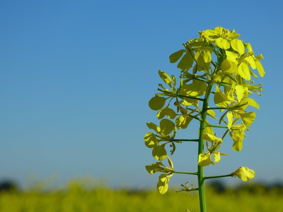 krosagro's tweet photo. Comment mélanger un engrais? La bonne méthode pour procéder

Les #engrais sont une source de succès pour les #jardiniers et les agriculteurs. Il convient de maitriser le procédé du mélange pour les #cultures.

https://t.co/NWbWstCP5M https://t.co/n6Psp0OoaI