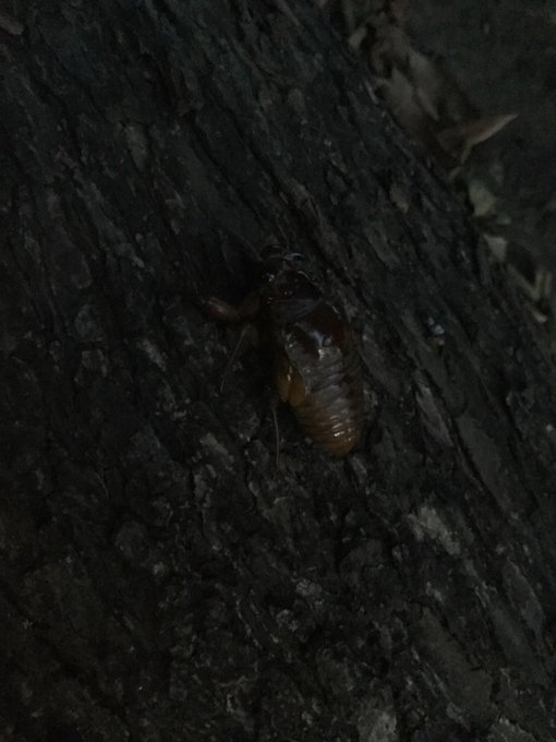 セミの幼虫のtwitterイラスト検索結果