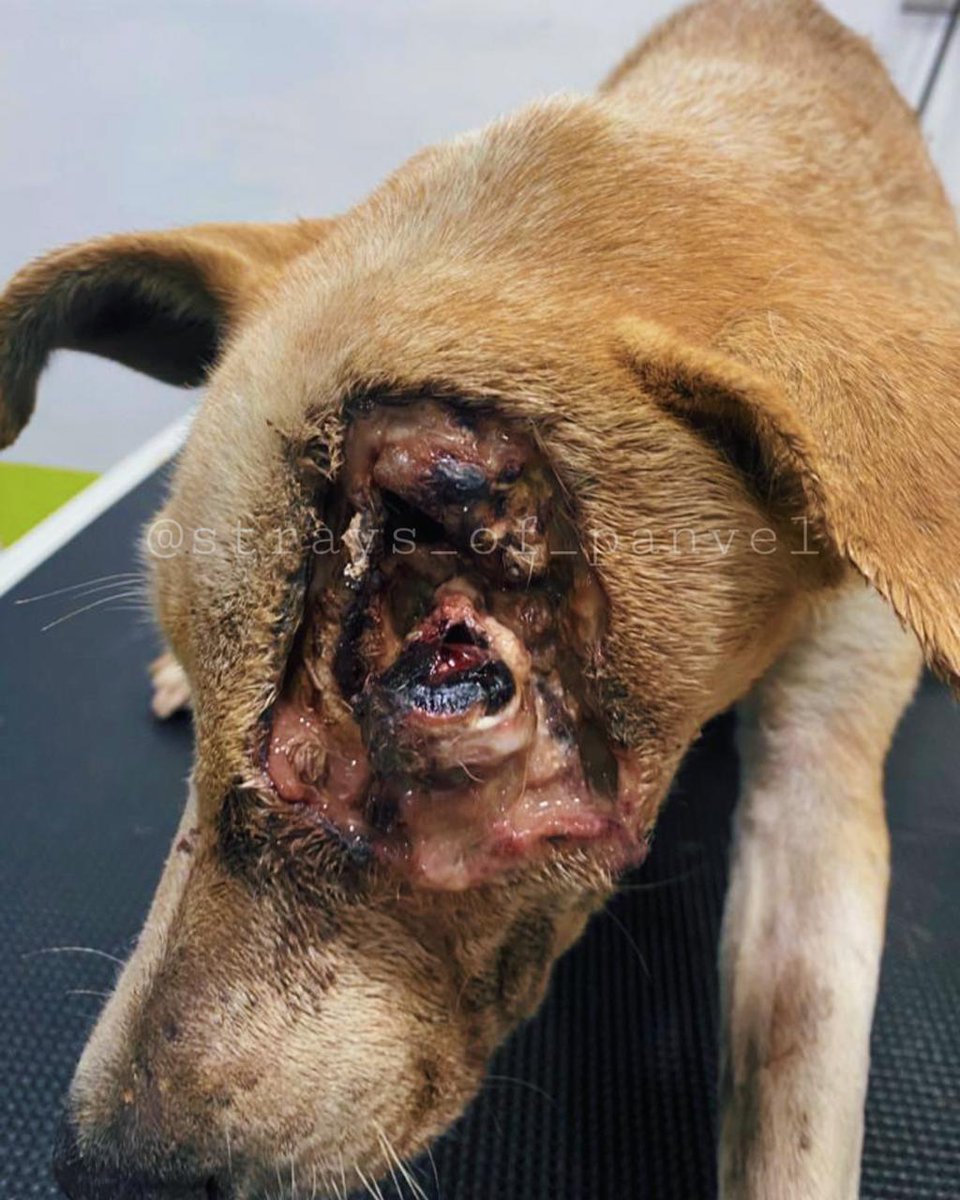Straysofpanvel's tweet photo. If not able to donate, at least share, it costs nothing🐾

Donation details:
gpay- 8928199956 
upi-manupawase03@okhdfcbank 

Bank name: HDFC bank 
Manasvi Pawase
A/c no: 50100387120810
IFSC : HDFC0002715

Thankyou in advance 🐾
Keep supporting !
#straysofpanvel https://t.co/CLoEusgXP1