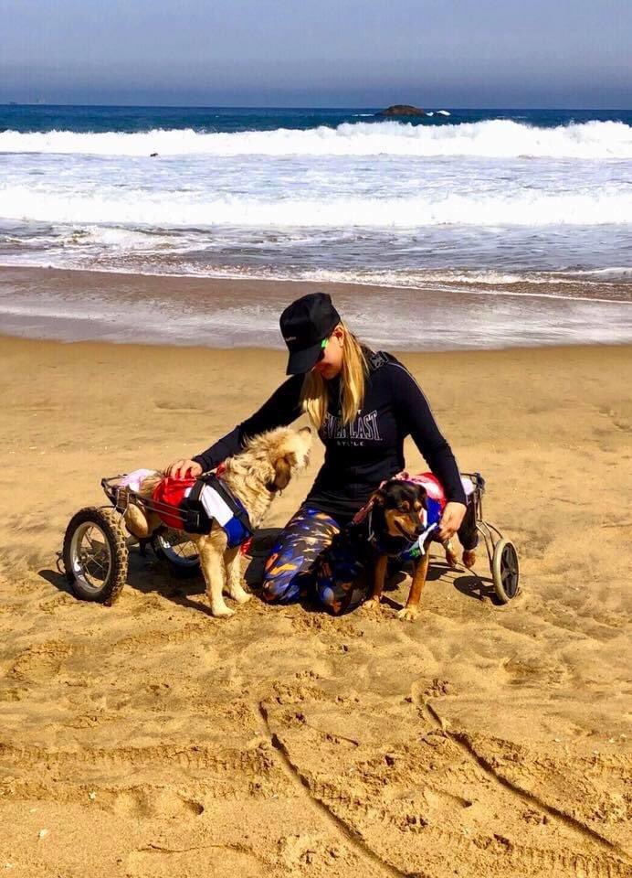 HAKA_MEI's tweet photo. #MuchoGustoMega los perros también son mi vida ! Rescatar , adoptar , rehabilitar . Aquí Mila y Nala https://t.co/kJvZ3R9qug