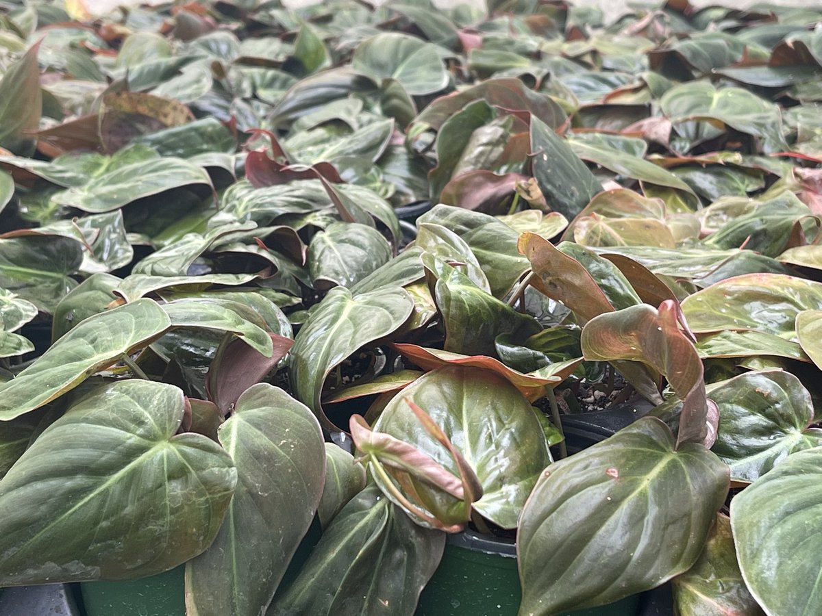 ValleyviewG1970's tweet photo. Marvelous Micans! Rich velvety foliage in a heart shaped vining philodendron 💚#philodendronmicans #philodendron #micans #foliage #foliageplant #plantshelfie https://t.co/tFi24Nshbu