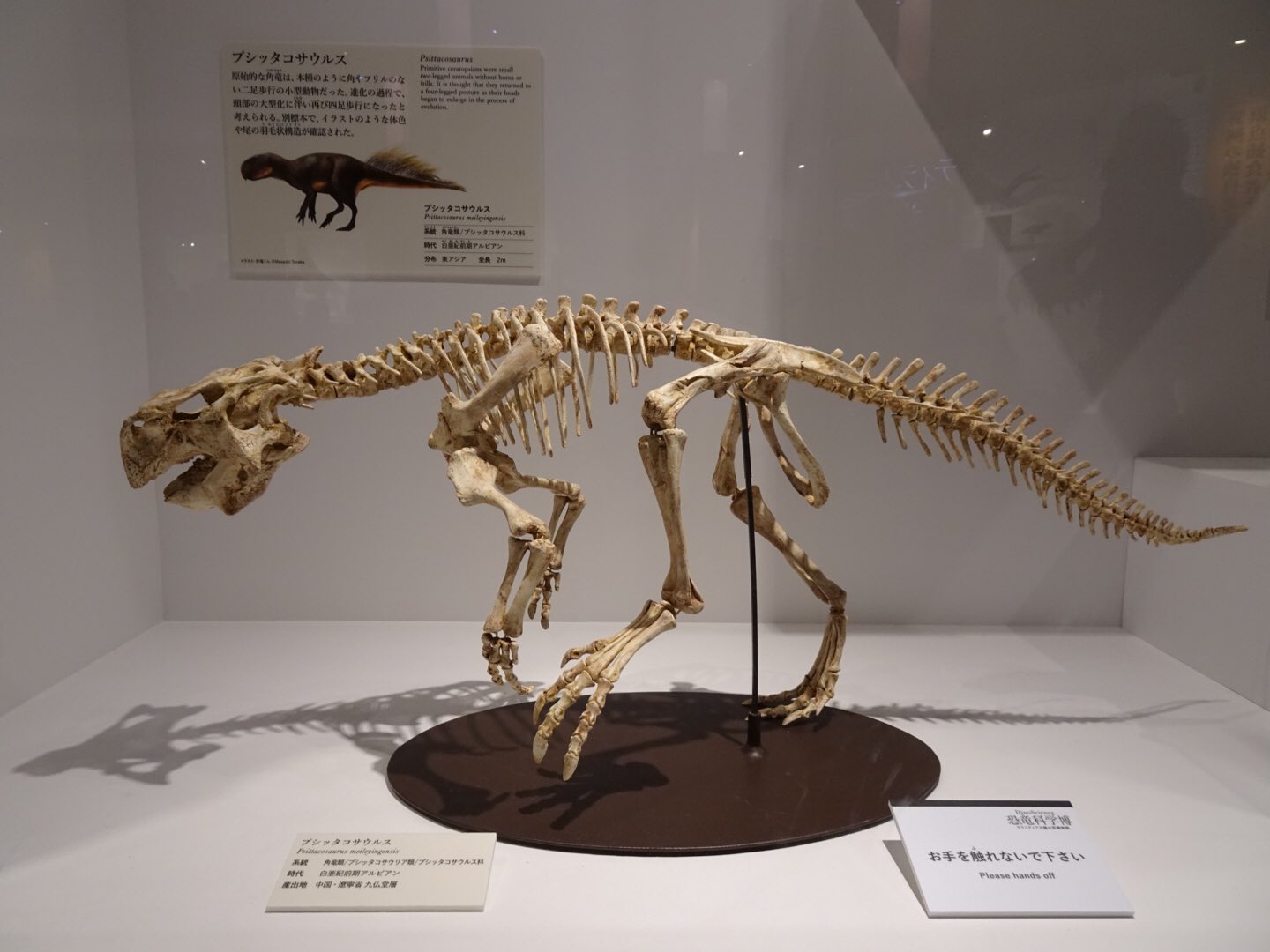 一番の贈り物 トロサウルスのフリルエッジ部分 化石 化石
