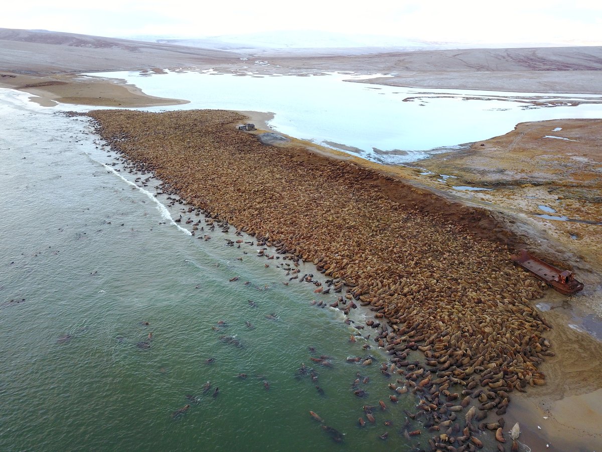 ClimateCrisisAG's tweet photo. Pictured: The rapid collapse of sea ice in NE Siberia forces tens of thousands of walrus to crowd on the coastline.  

The walruses used to forage on the ice, but now must swim a long way in search of food. Their numbers are also being depleted due to deaths caused by crushing. https://t.co/yTB5PoUHaq