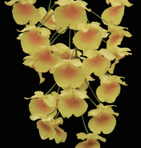 Dendrobium lindleyi 3'
.
.
.
.
.
.
.
#flowerpower #orchidlove #orchidbeauty #beatifulflowers #stopandsmelltheflowers #brooksideorchids #brooksidegardens #dendrobium #dendrobiumorchids #dendrobiumflowers #orchids
