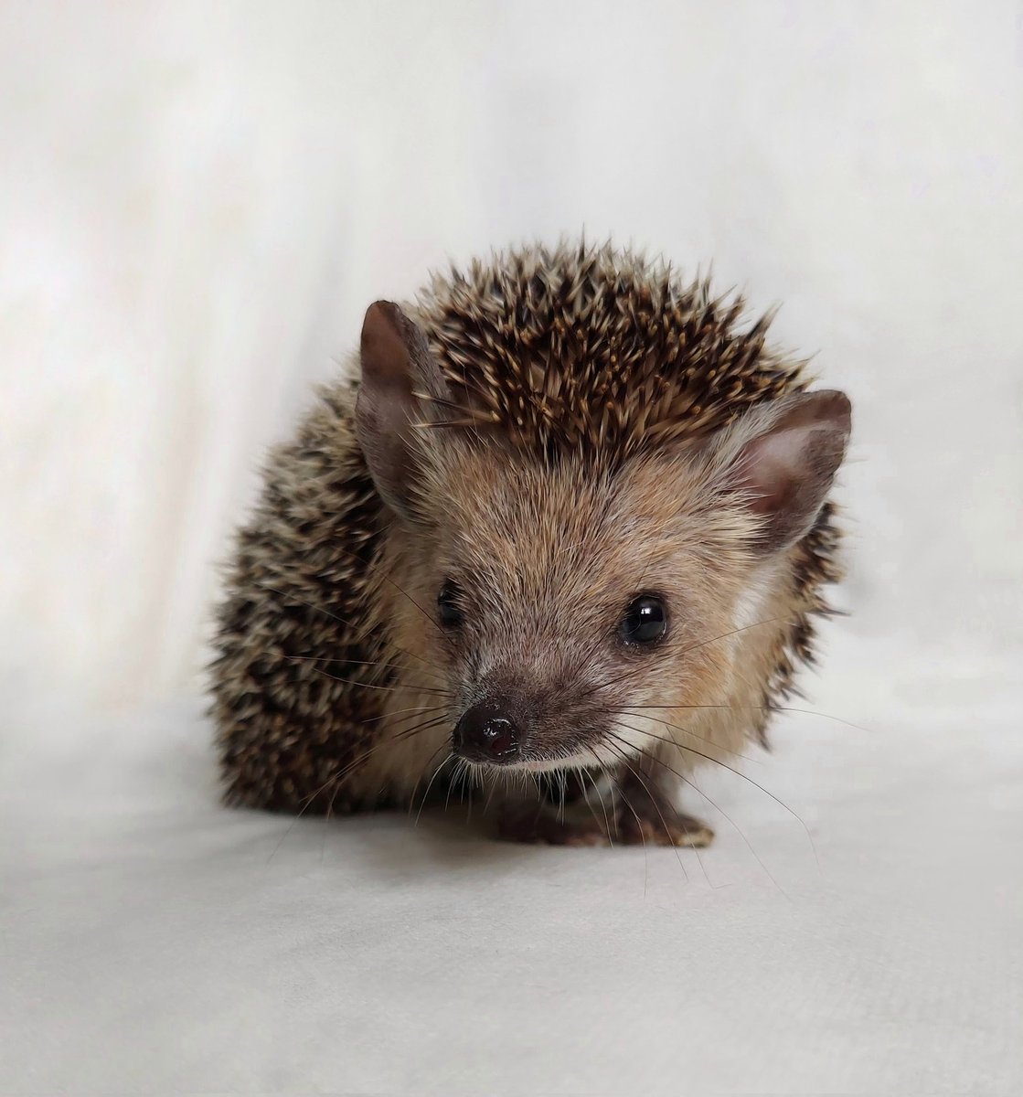 Hufflehogs tweet media