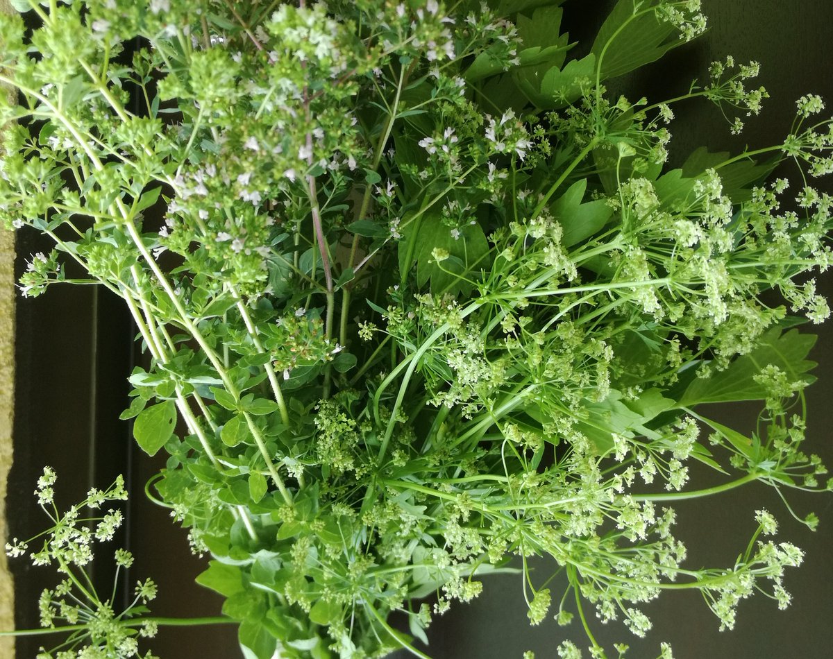 kristallnaach's tweet photo. #Oregano #Majoran #Liebstöckel
#Maggikraut & #Sellerie trocknen..
🌿#Kräuter💚#Ernte🌱#Gärtchen21🍀 https://t.co/caYx9bEMRL