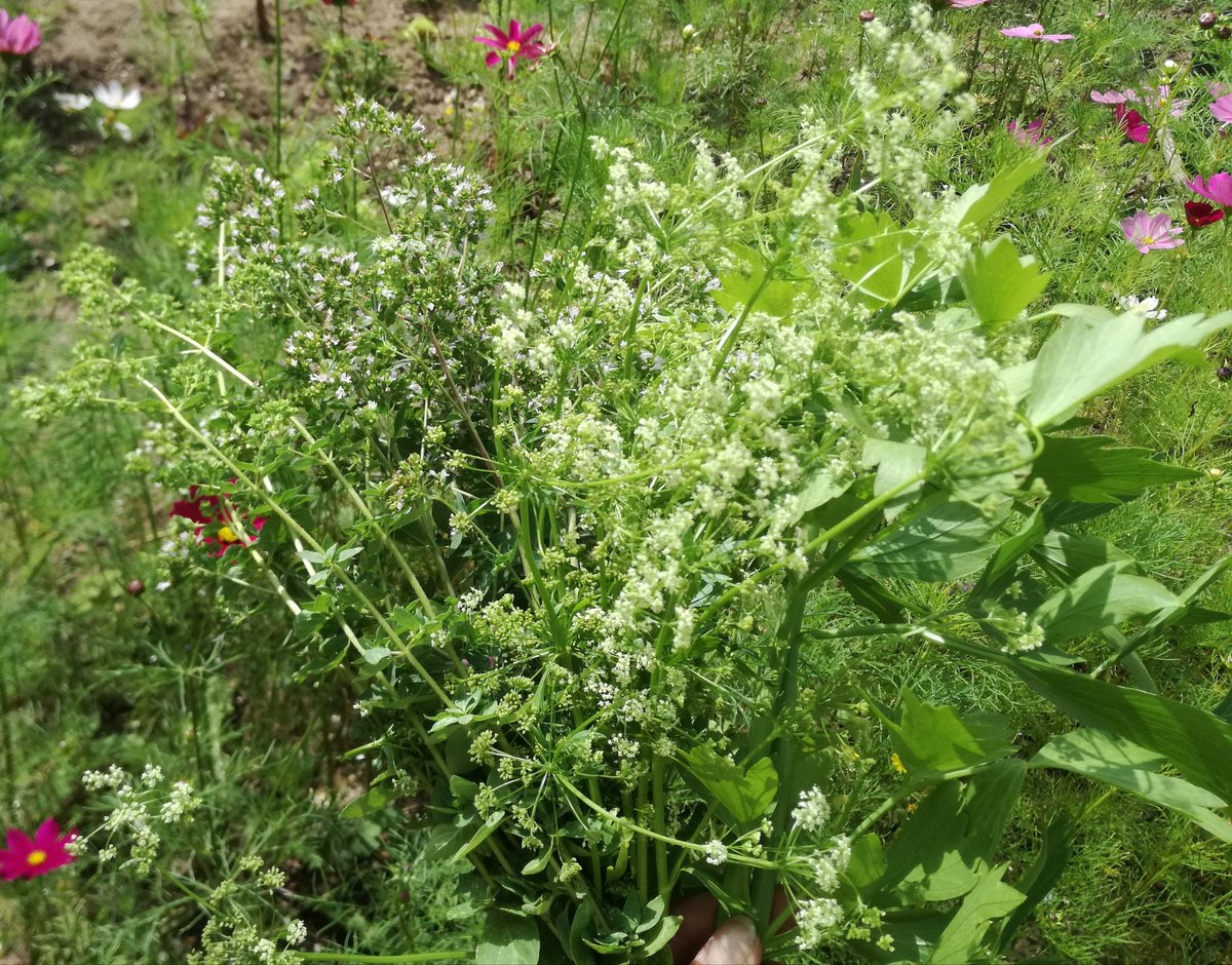 kristallnaach's tweet photo. #Oregano #Majoran #Liebstöckel
#Maggikraut & #Sellerie trocknen..
🌿#Kräuter💚#Ernte🌱#Gärtchen21🍀 https://t.co/caYx9bEMRL