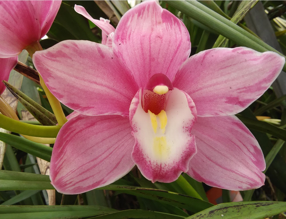 🌺 Bill Weaver's Cymbidium Glorious 'Poly Puff' 🌺
.
.
.
.
.
.
.
#cymbidium #cymbidiumorchid #orchid #orchids #sforchids #sforchidsociety #onecubeatatime #flowering #inbloom #bloomingflowers #orchidlove #greenhouse #greenhousegrown #gardening #sfgardens