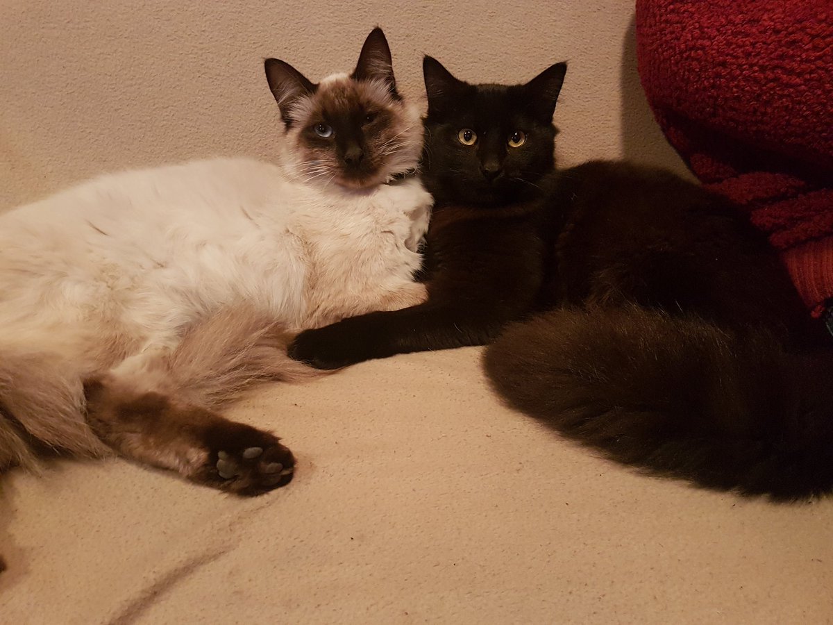 Ninna_arabe's tweet photo. #MuchoGustoMega Rufis y Negro hermanos inseparables, los amo.
#catlovers https://t.co/ufpblTmO0C